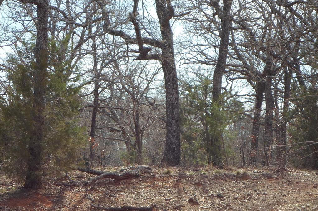 Horse property and acreage with trees for sale Argyle, TX