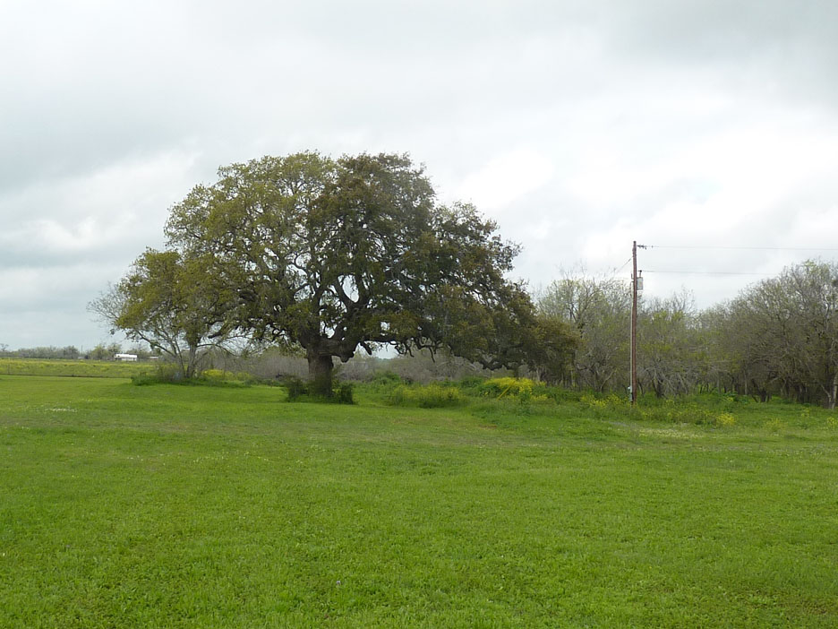 Wooded, taxiway lot for sale near San Antonio,Texas